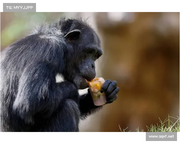巴舒亚伊的语言能力揭秘 他能流利使用哪些语言